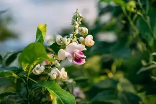gros plan du parfum de vigna caracalla et de la fleur d'escargot et du selluka