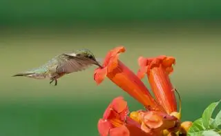 Une femelle colibri à gorge rubis planant au-dessus d'une fleur de trompette tout en sirotant du nectar.