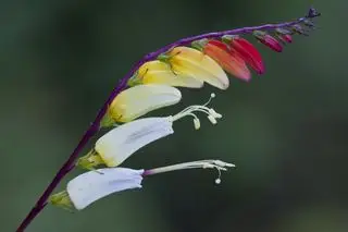 Vigne de pétard - Ipomoea lobata, fleurs aux pétales rouges, jaunes et blancs