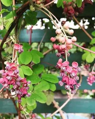 Meilleure plante grimpante - Akebia quinata