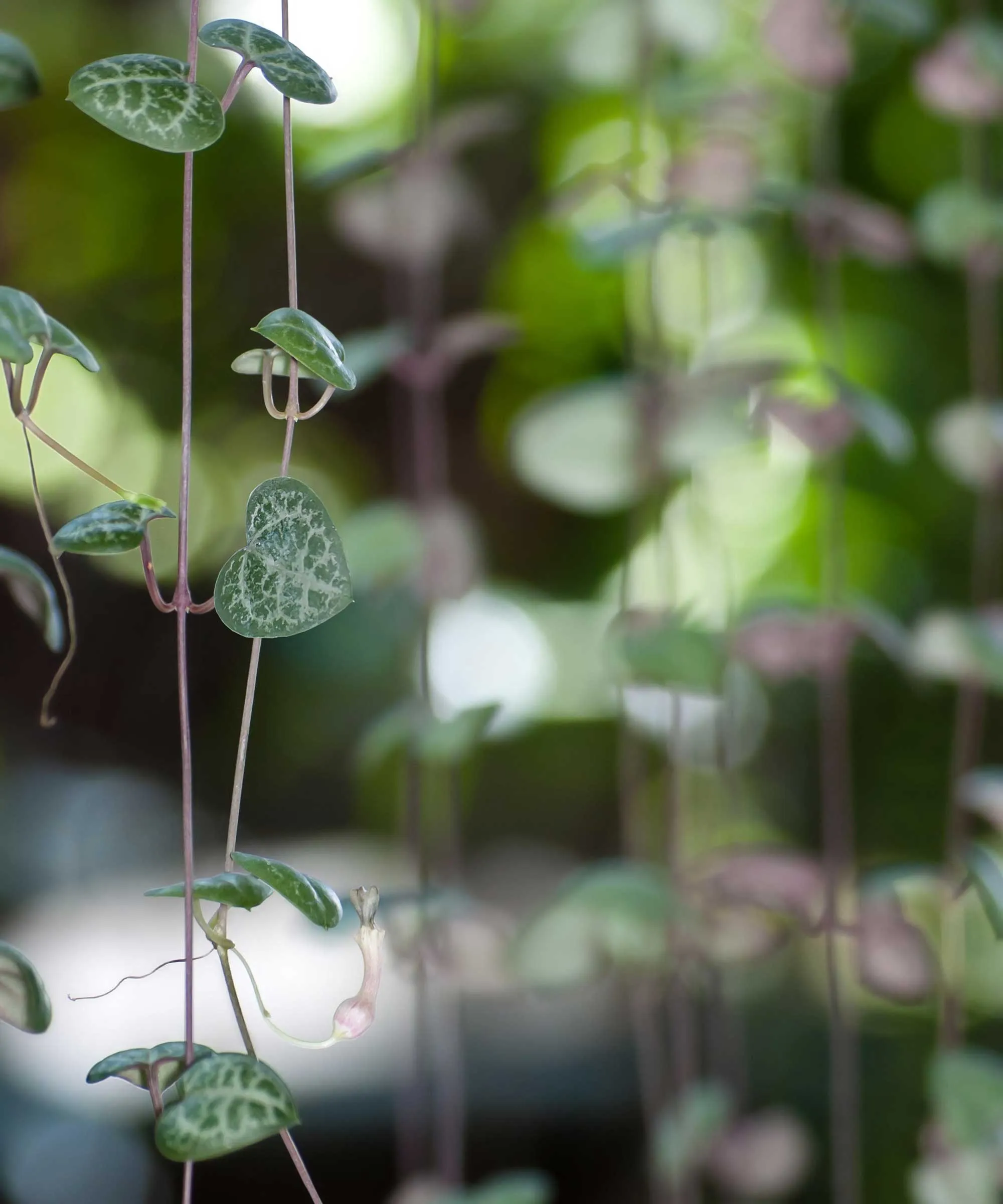 řetězec srdcí listů' loading='lazy' title=