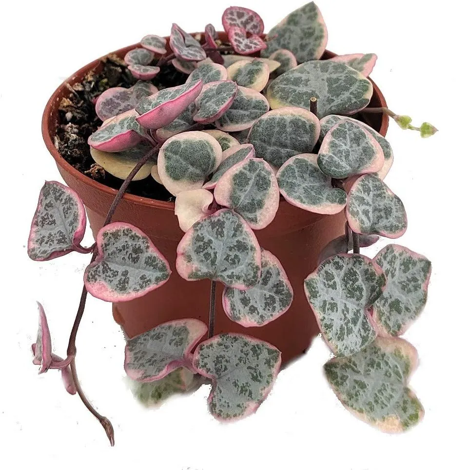 Pearl Moon Rosary Vine - Ceropegia Woodii Pretty Pk - String of Hearts - 2,5 Pot' loading='lazy' title=