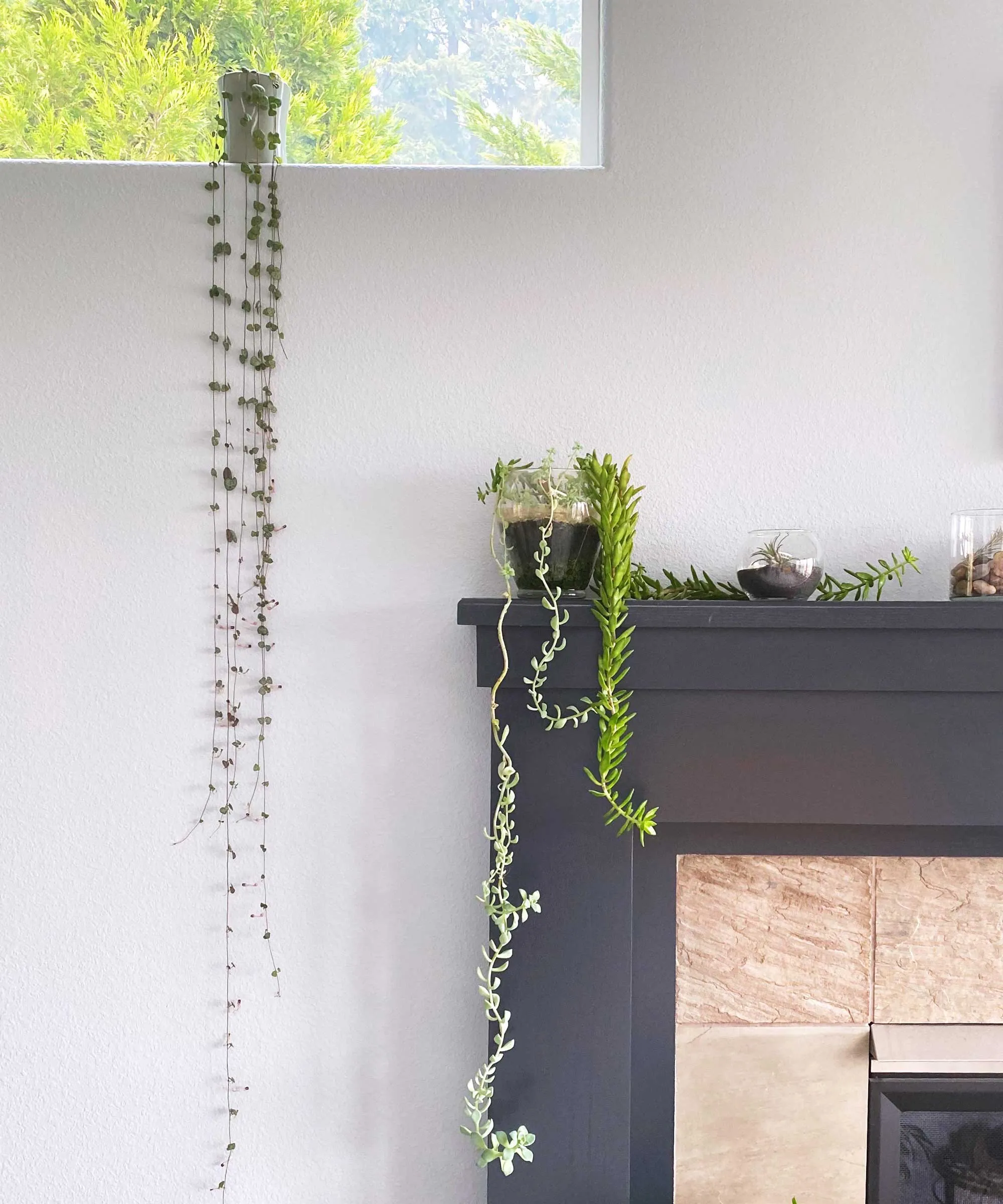 řetězec srdce na okenní římsu s jinými pokojovými rostlinami' loading='lazy' title=