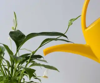 podlewanie lilii pokojowej