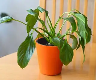 opadająca lilia pokojowa