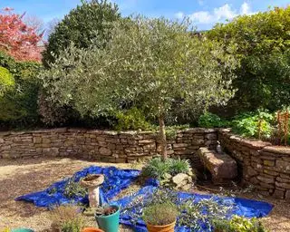 prořezávání a tvarování olivovníku v zahradě