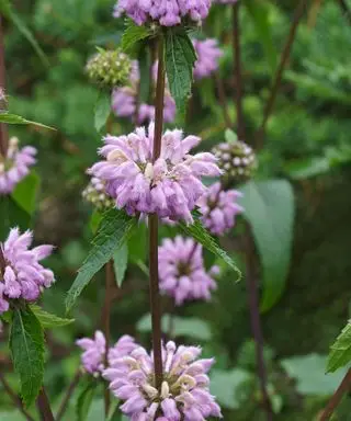 Szałwia jerozolimska (Phlomoides tuberosa)