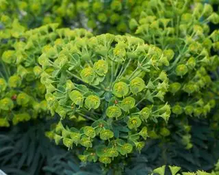 Roślina Euphorbia characias