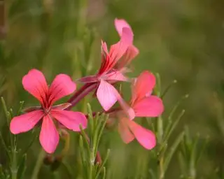 Roślina geranium z Wysp Kanaryjskich