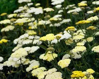 Achillea Taygetea