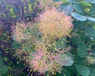 Krzew dymny (Cotinus coggygria)