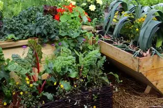 Idées de petits potagers montrant des cultures mixtes dans des plates-bandes surélevées.