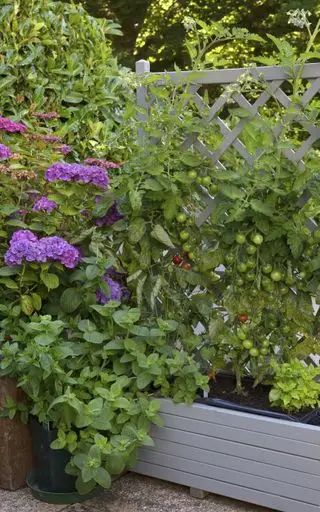 Un exemple d’idées de petits potagers faisant pousser des plants de légumes sur un treillis gris.