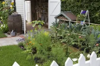 Un petit carré avec une clôture blanche illustrant des idées de petits potagers.