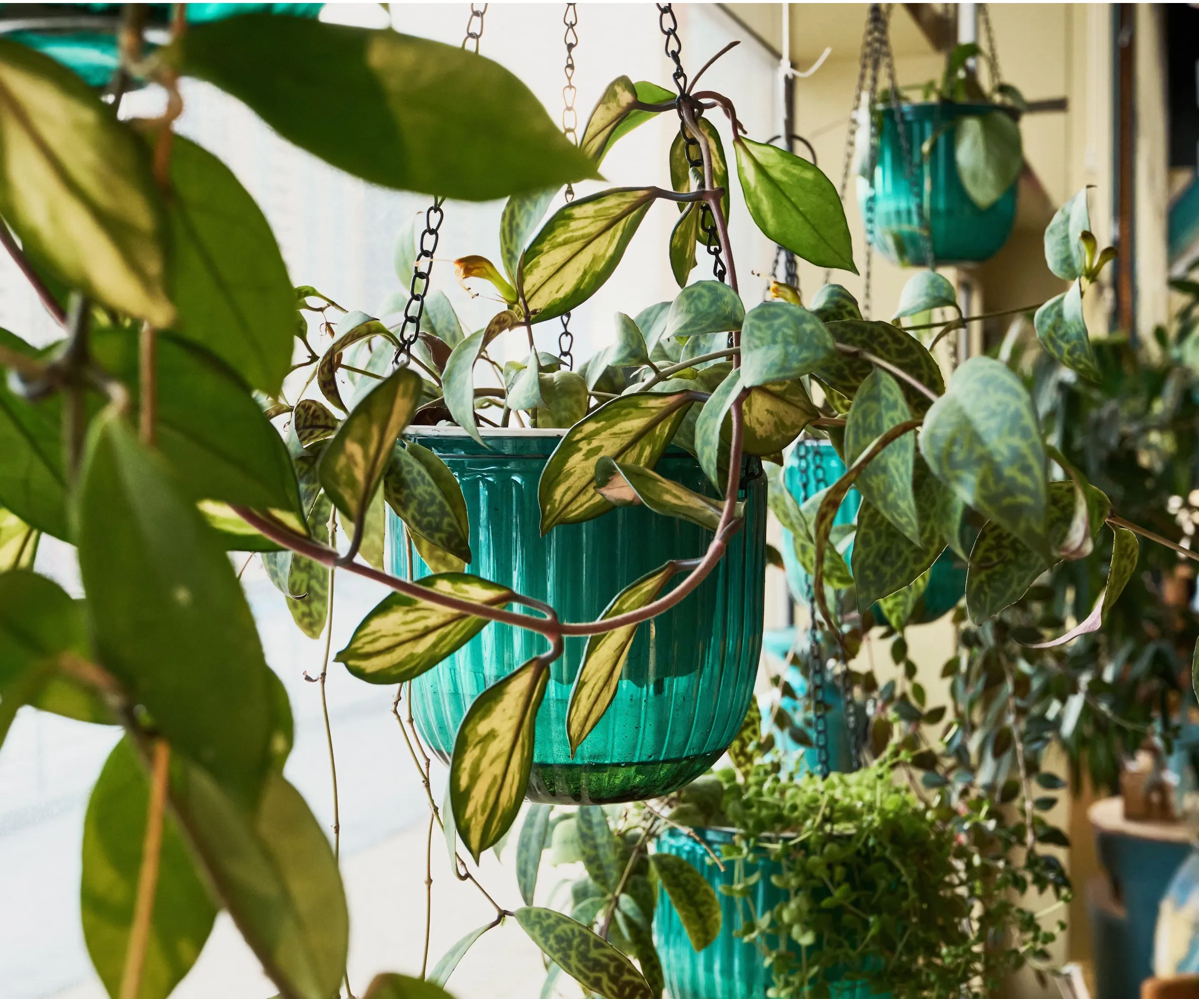 Plantas de interior variadas colgadas frente a la ventana' loading='lazy' title=