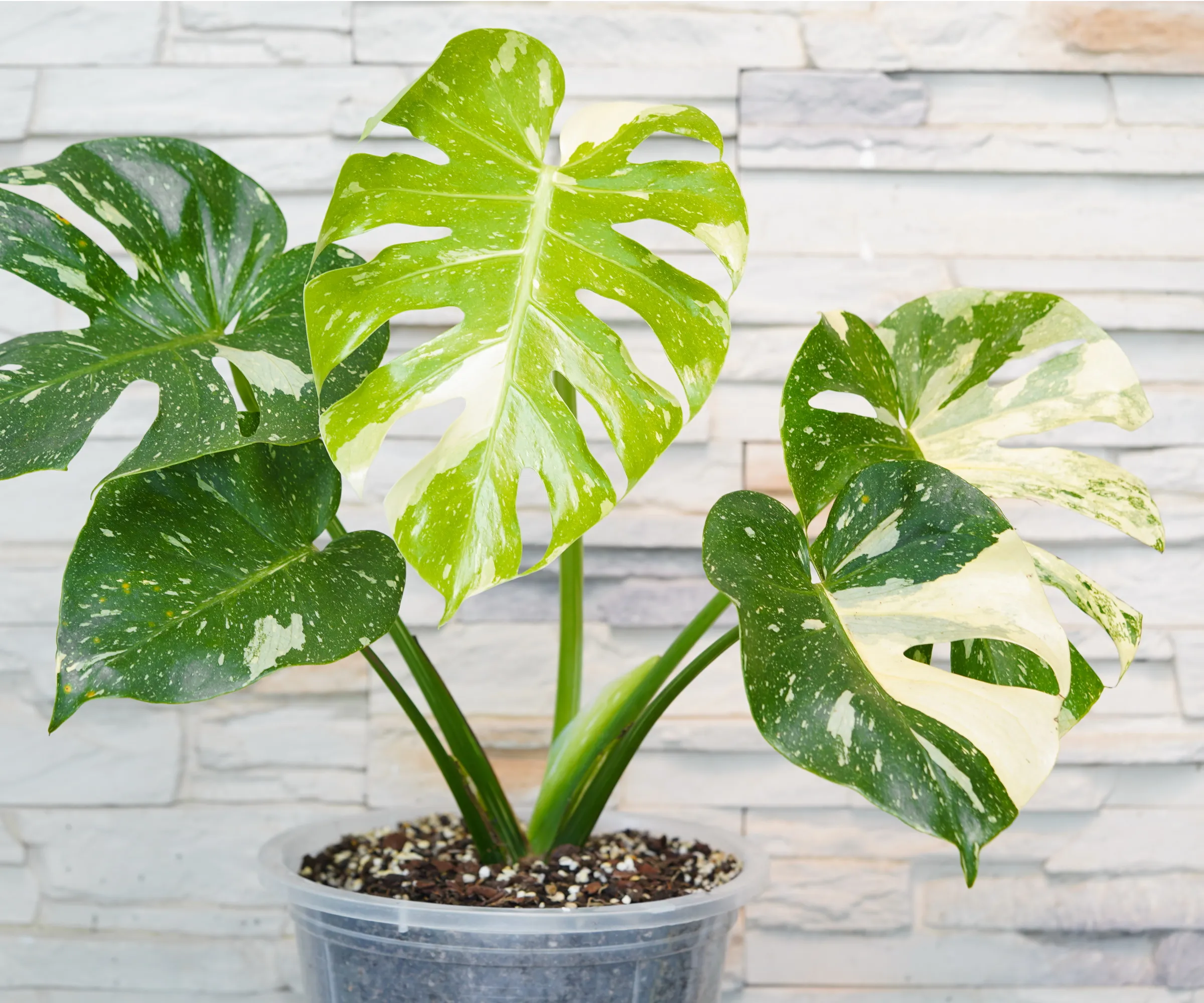 Monstera abigarrada 'Constelación tailandesa'' loading='lazy' title=