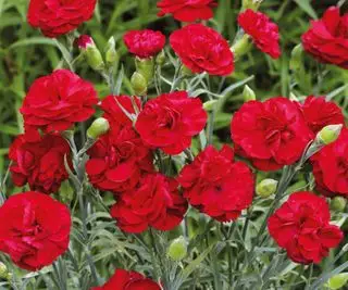 Kedy a ako vyhubiť hviezdice – aby tieto kvety kvitli celé leto