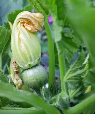 fruit de courgette poussant avec une fleur sur le dessus