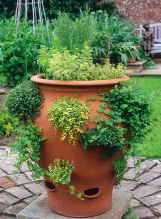 idées de jardin d'herbes aromatiques planter vos herbes dans un pot d'herbes aromatiques