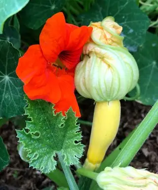 fleurs comme plantes compagnes de courgettes