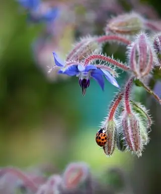 bourrache avec coccinelle sur la fleur