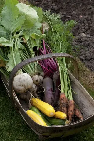 courgettes récoltées en trug avec d'autres légumes