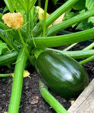Plantes compagnes de courgettes – que cultiver aux côtés des courgettes pour une récolte exceptionnelle