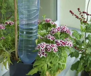 Une bouteille en plastique utilisée pour égoutter les plantes en pot