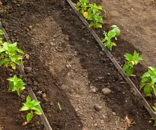 Système d'arrosage par irrigation goutte à goutte