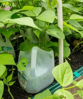 Un pot à lait protégeant les haricots nains