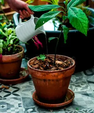 zalievanie izbovej rastliny avokáda v kvetináči