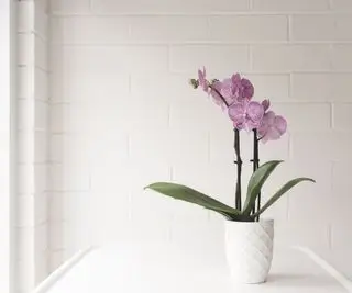 une orchidée rose dans un pot blanc