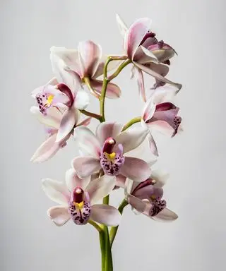 Pourquoi mon orchidée se flétrit-elle ? 4 raisons et solutions possibles