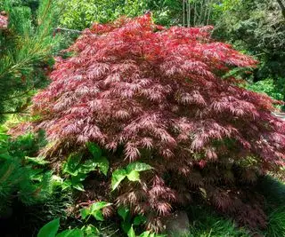 Plante de cour avant Acer palmatum var dissectum Crimson Queen florissante à la fin de l'été
