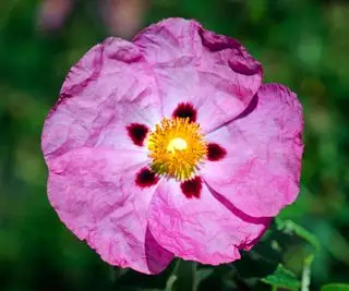 Plante de cour avant rock rose Cistus x purpureus floraison au milieu de l'été
