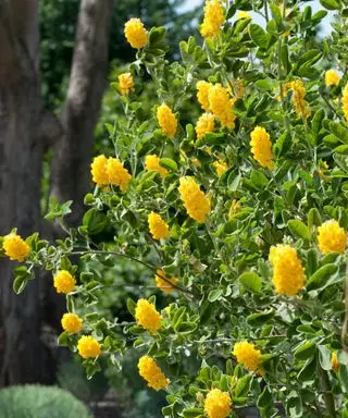 Plante de cour avant Argyrocytisus battandieri floraison en été