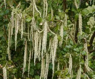 Plante de cour avant Garrya elliptica James Roof affichant des chatons contre une clôture de jardin
