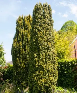 plante de cour avant Taxus baccata 'Fastigiata Aureomarginata' poussant près d'une haie