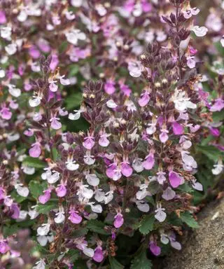 Plante de cour avant germandrée Teucrium chamaedrys floraison en exposition ensoleillée