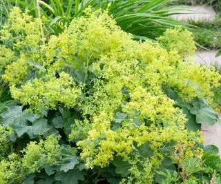 Plante de cour avant, Alchemilla mollis, floraison près du sentier