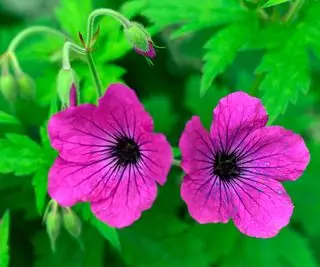 Plante de cour avant Geranium psilostemon Cranesbill floraison en été