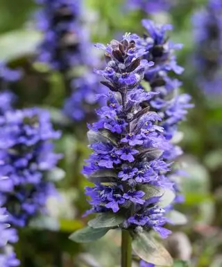 plante de cour avant Ajuga reptans Caitlin's Giant floraison au début de l'été