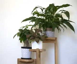 Stueplanter på stande