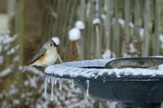 Mésange huppée en hiver assise sur un bain d'oiseaux chauffé avec de la neige et des glaçons