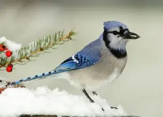 Scène d'hiver avec gros plan de bluejay perché sur un rocher couvert de neige