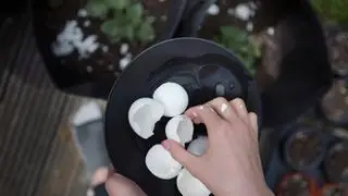 Des œufs dans le jardin