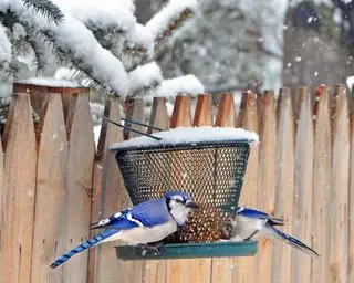 Photographie en gros plan de deux geais bleus mâles obtenant des graines d'une mangeoire à oiseaux couverte de neige