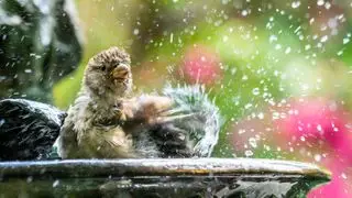Moineau éclaboussant au bain d'oiseaux