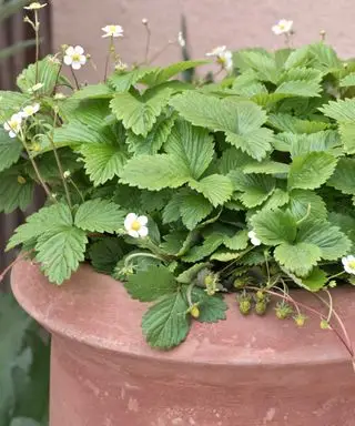 תותים אלפיניים בסיר