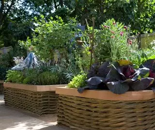 רעיונות לגינת ירק בחצר הקדמית - 10 דרכים מסוגננות לגדל יבולים טעימים